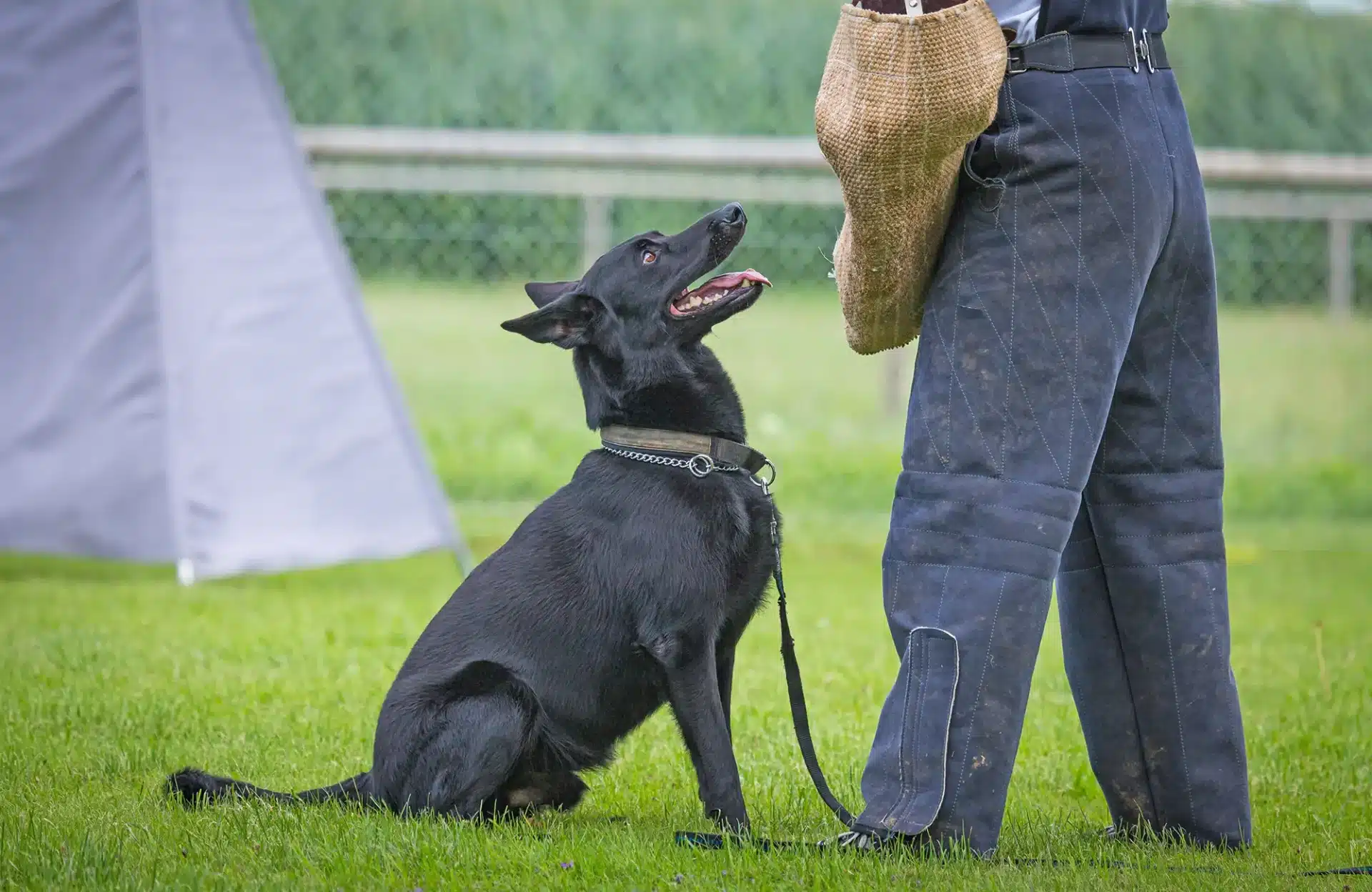 Schutzhund stellt und verbellt.